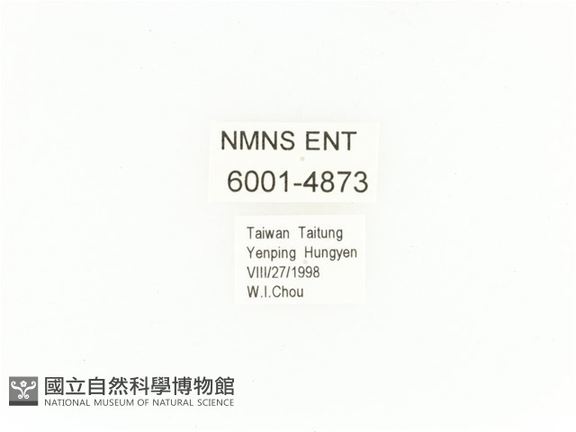 臺灣扇角金龜藏品圖，第2張