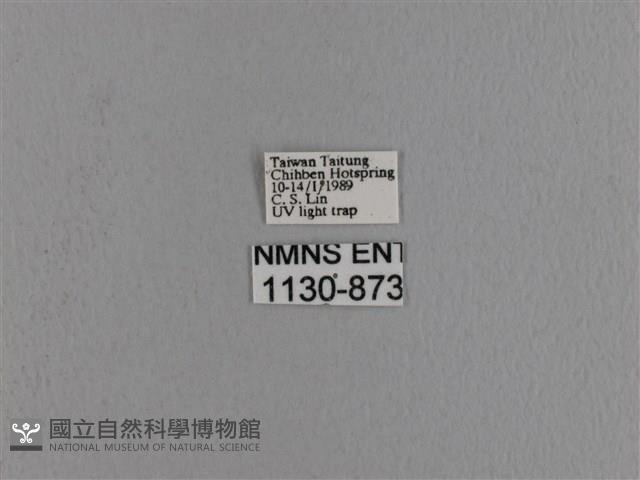 波紋枯葉蛾藏品圖，第3張