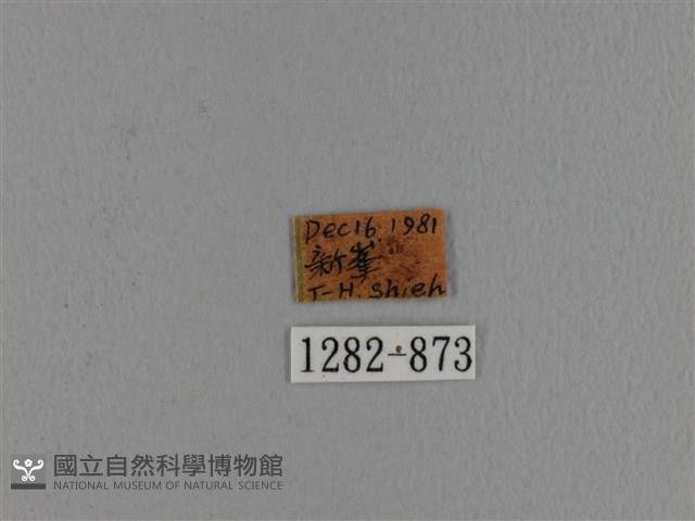 波紋枯葉蛾藏品圖，第3張