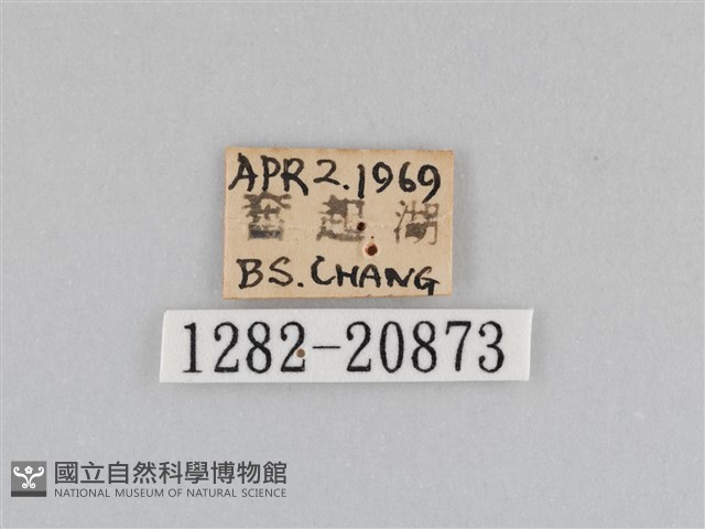 深山黛眼蝶藏品圖，第3張