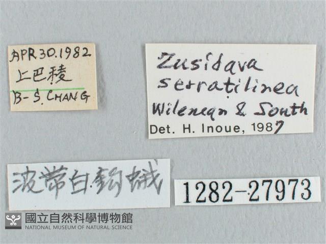 波帶白鉤蛾藏品圖，第3張