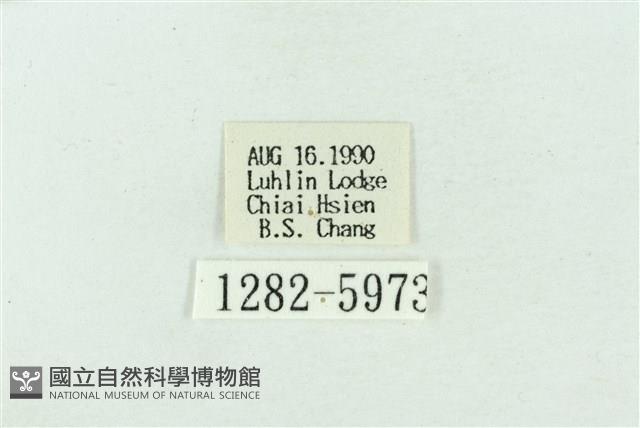 粉紅帶散紋夜蛾藏品圖，第3張