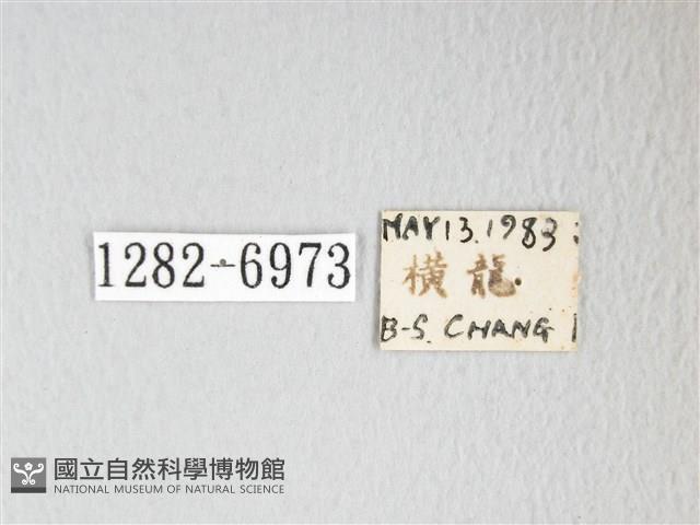 圓翅大鉤蛾藏品圖，第3張