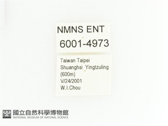 綠艷金龜藏品圖，第2張