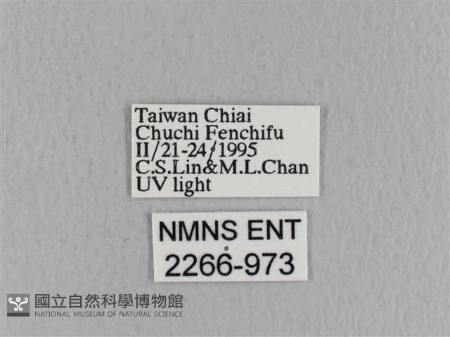 青枯葉蛾藏品圖，第3張