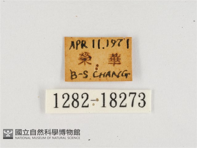 紅玉翠蛺蝶藏品圖，第3張