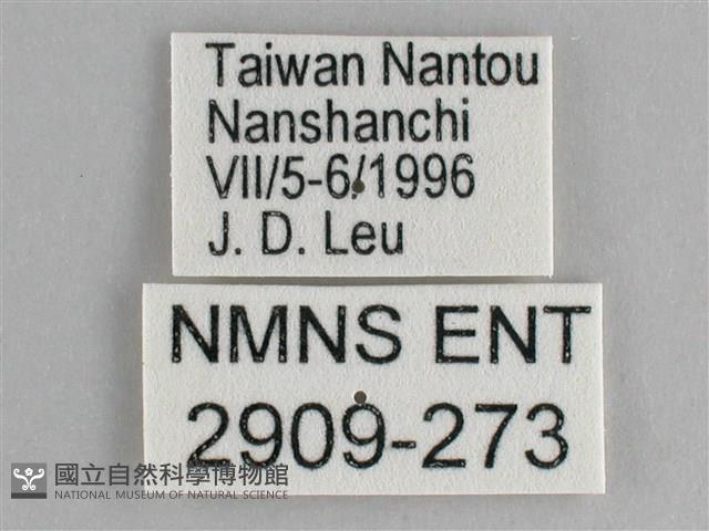 鋸粉蝶藏品圖，第3張