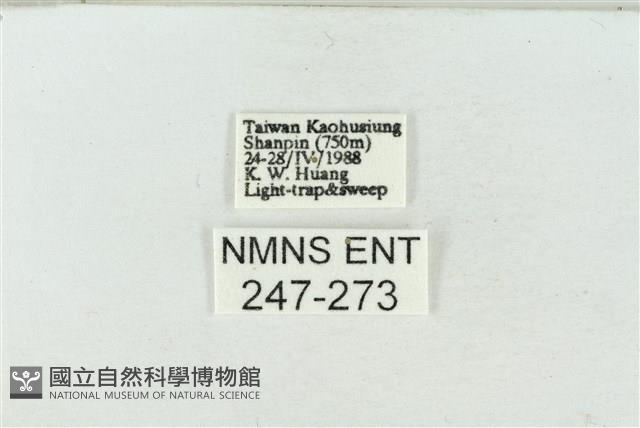 連珠波紋蛾藏品圖，第3張