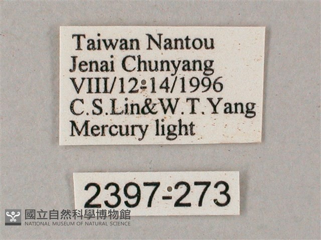 榆綠天蛾藏品圖，第3張