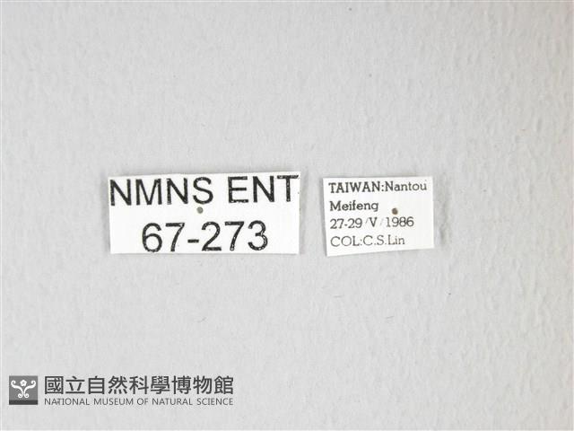 紅目天蠶蛾藏品圖，第3張