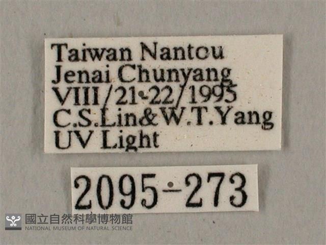 廣東鷹翅天蛾藏品圖，第3張