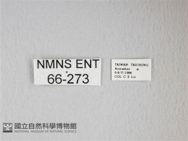 姬長尾水青蛾藏品圖，第3張