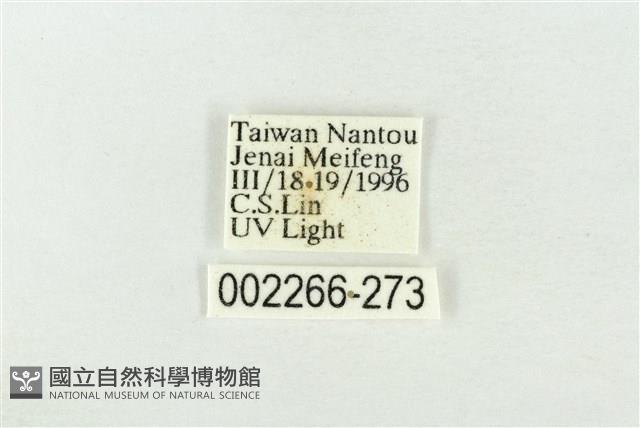 連珠波紋蛾藏品圖，第3張