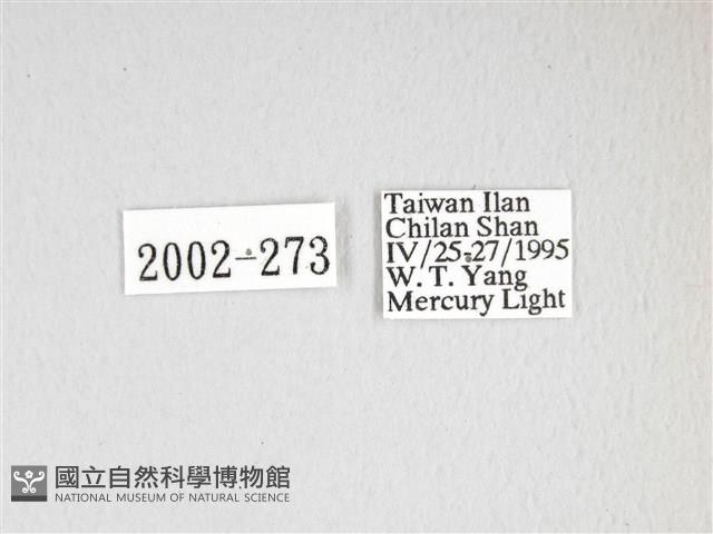 泛綠背線天蛾藏品圖，第3張