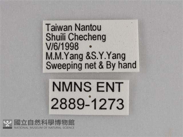 異紋紫斑蝶藏品圖，第3張