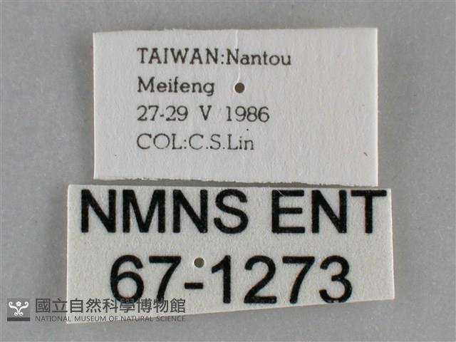 基褐刺蛾藏品圖，第3張