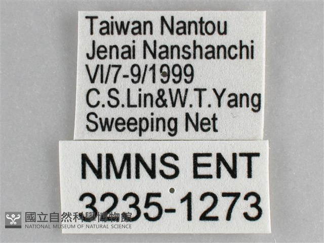 網絲蛺蝶、石牆蝶藏品圖，第3張