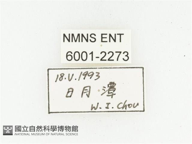 巴蘭陷紋金龜藏品圖，第2張