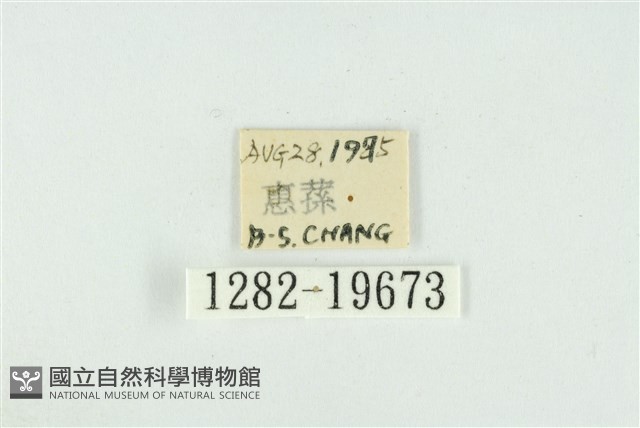 藹環波紋蛾藏品圖，第3張