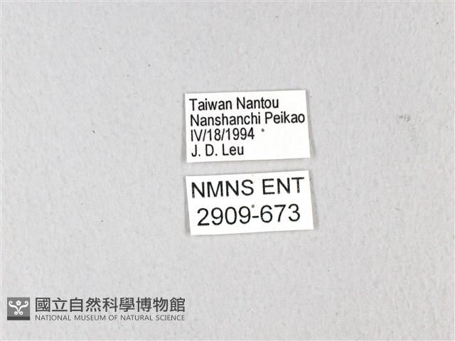 黃星斑鳳蝶藏品圖，第3張