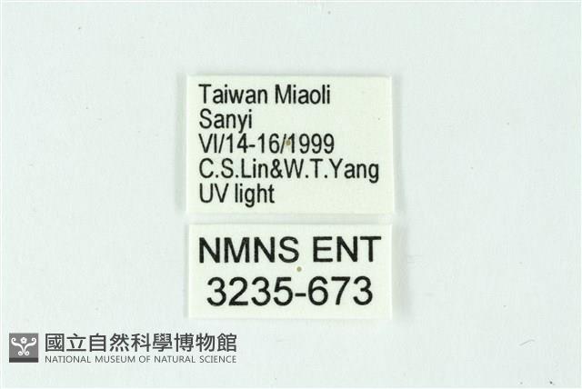 三條橙燈蛾藏品圖，第3張