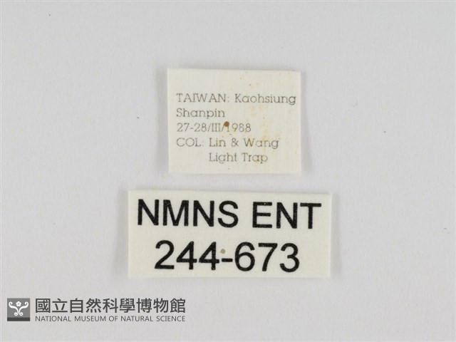 線紋篩蛾藏品圖，第3張