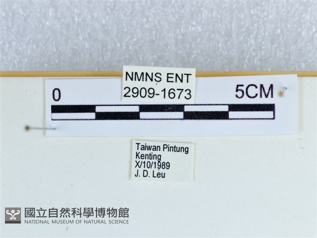 斷線環蛺蝶藏品圖，第3張