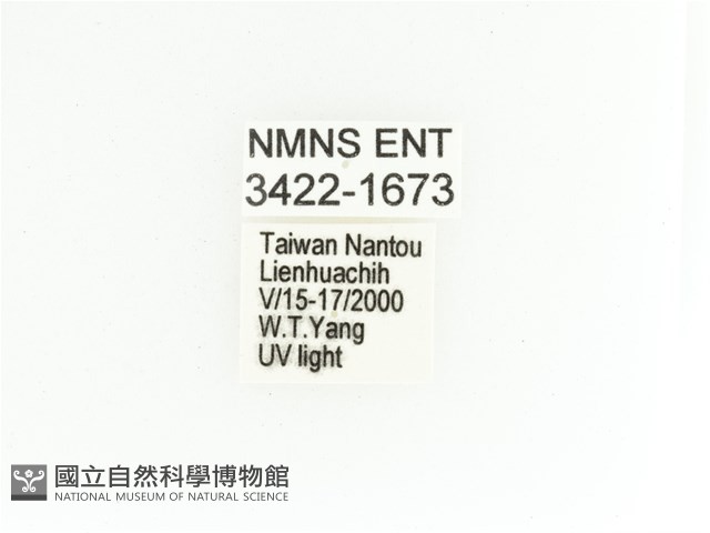 艷金龜藏品圖，第2張