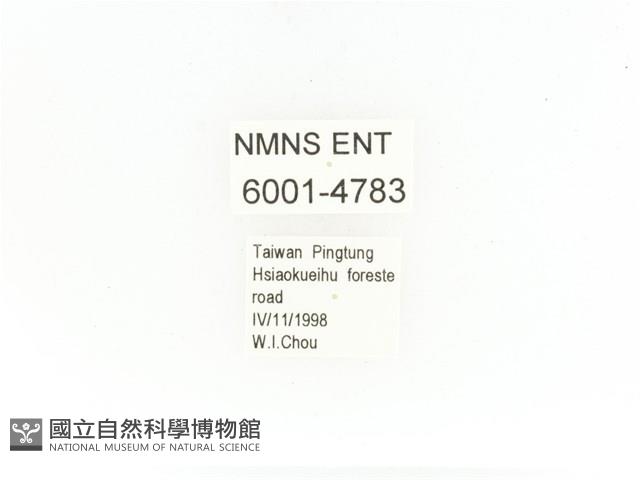 銅艷白點花金龜藏品圖，第2張