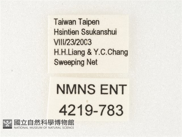 絹斑蝶藏品圖，第3張