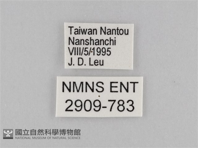 密紋波眼蝶藏品圖，第3張