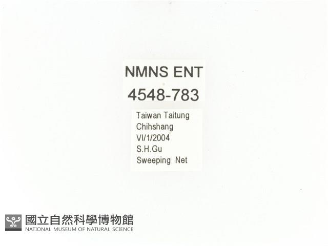 臺灣角金龜藏品圖，第2張