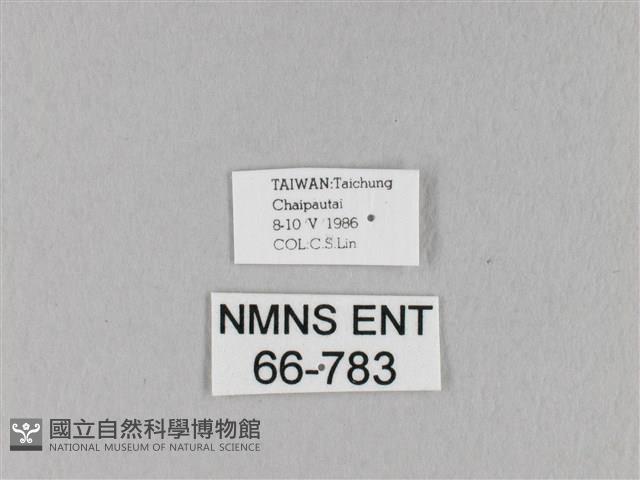 馬尾松枯葉蛾藏品圖，第3張