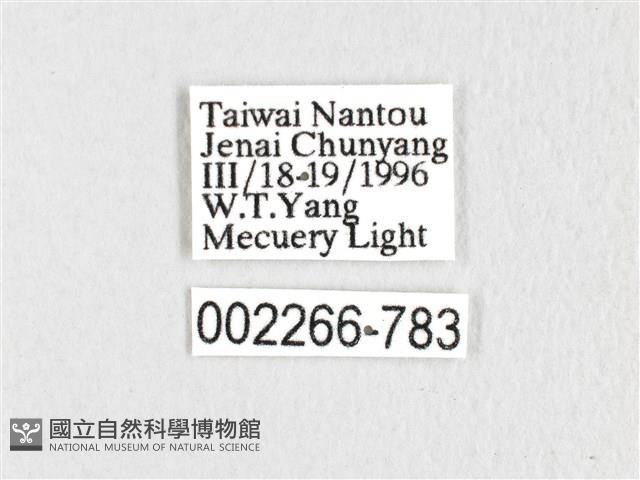 銀肩枯葉蛾藏品圖，第3張