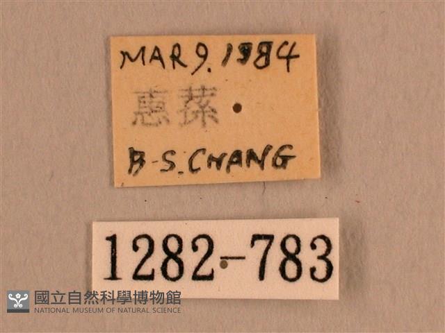 背線天蛾藏品圖，第3張