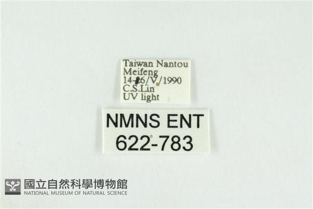 寬紋黃毒蛾藏品圖，第3張