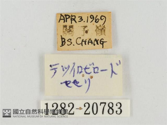 鐵色絨弄蝶藏品圖，第3張