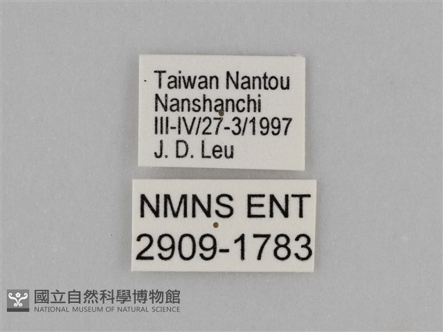 臺灣絹蛺蝶藏品圖，第3張