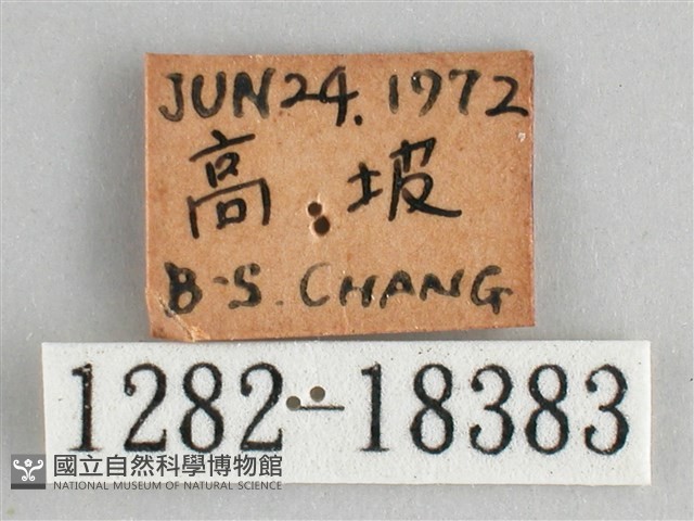 細帶環蛺蝶藏品圖，第3張