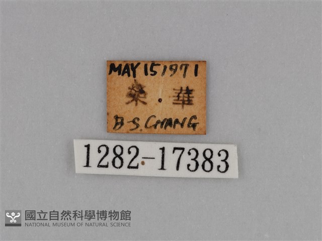 圓翅鉤粉蝶藏品圖，第3張