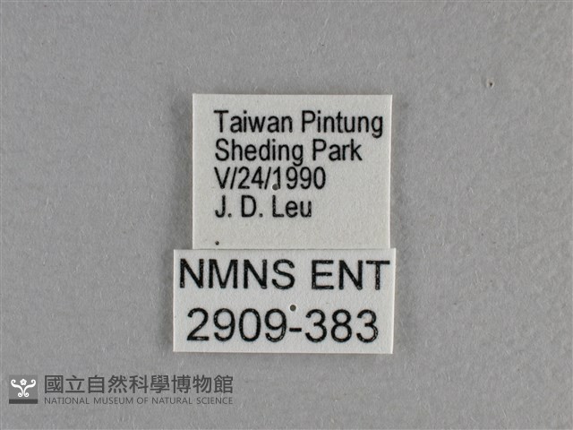 長紋黛眼蝶藏品圖，第3張