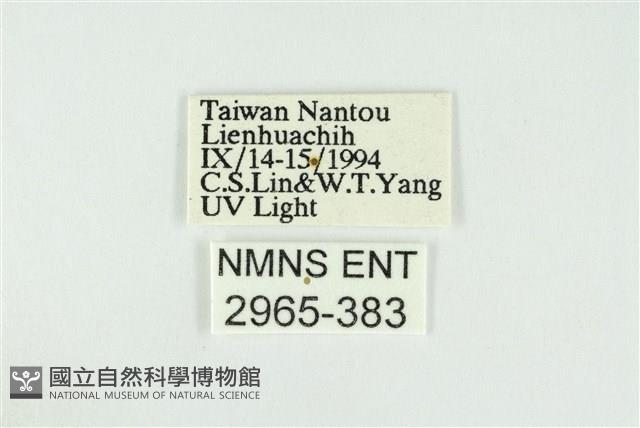 黑翅黃毒蛾藏品圖，第3張