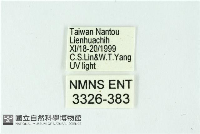 三條橙燈蛾藏品圖，第3張