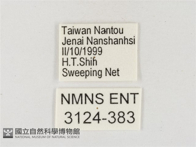 星黃蝶藏品圖，第3張