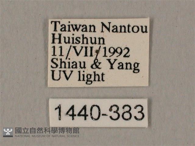 臀角斑天蛾藏品圖，第3張