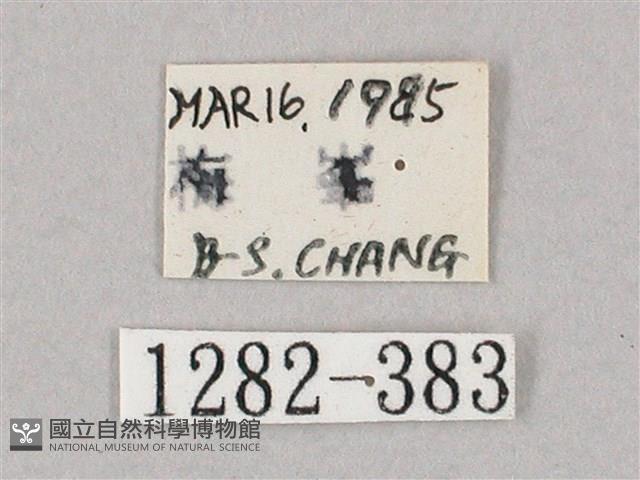 井上氏絨毛天蛾藏品圖，第3張