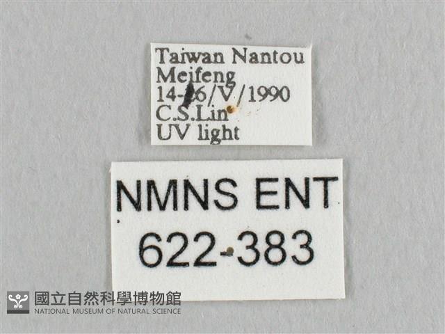 銀端帶鉤蛾藏品圖，第3張