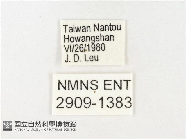 條斑豔粉蝶藏品圖，第3張