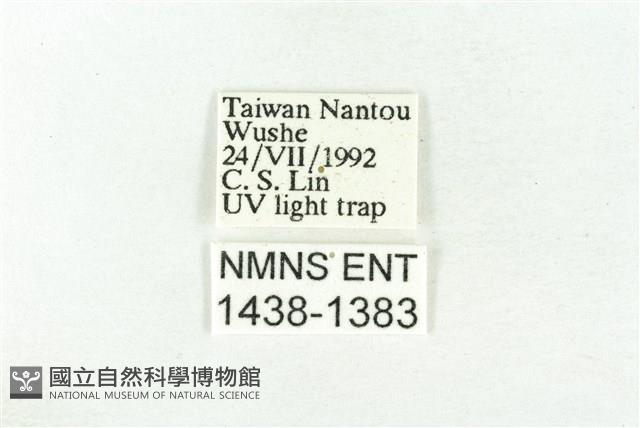 樹形尺蛾藏品圖，第3張