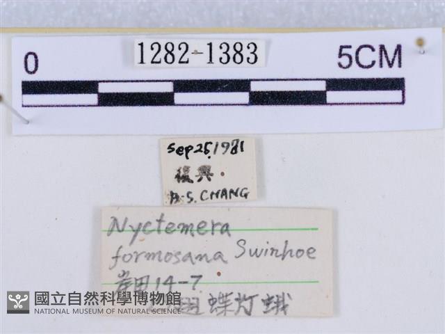 後凸蝶燈蛾藏品圖，第3張